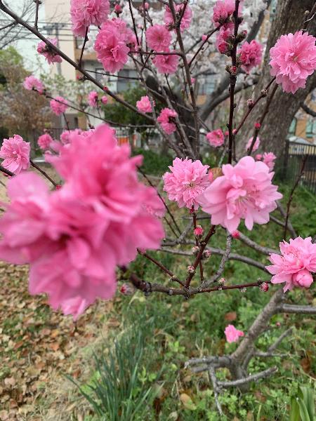 琴音【ことね】