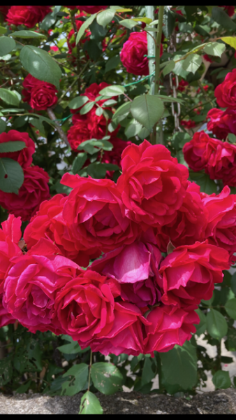 紗百合【さゆり】