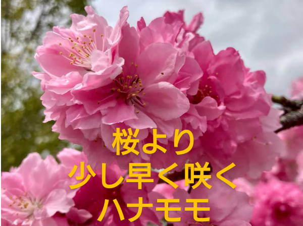 涼香【すずか】