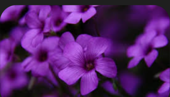 涼香【すずか】